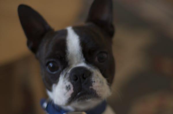 Poop-pee-doop! Pet Care