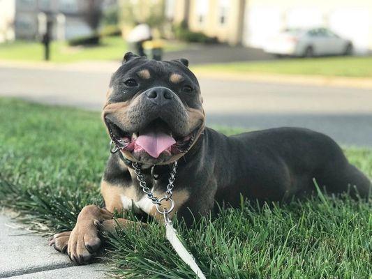 From Wired to Tired Pet Services