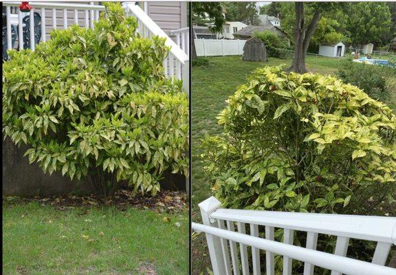 Total Landscaping Crew