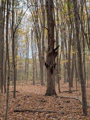 Town of Lockport Nature Trail