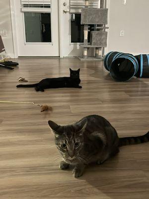 Habitat for Humanity Restore