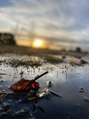 Cornerstone Country Canine