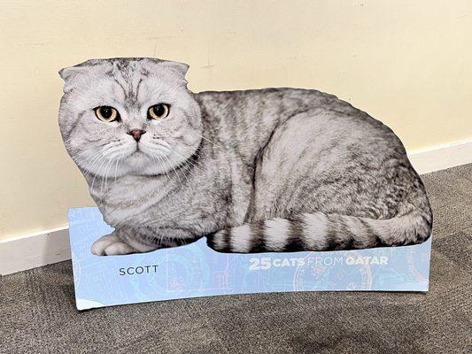 Backdrop - image of one of the 25 Cats from Qatar documentary 5/31/25