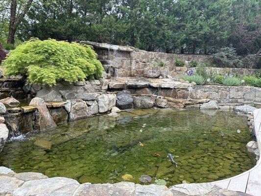 Koi pond beautiful maintained by the knowledgeable Chester Hollow Team