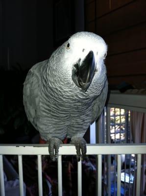 My buddy "Smitty", an African-American Grey Parrot (with bright red tail)