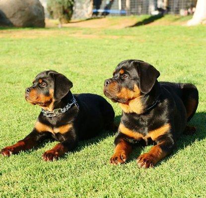 Kimberly Rottweiler Puppies