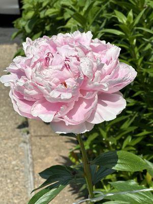 La Forchetta Ristorante