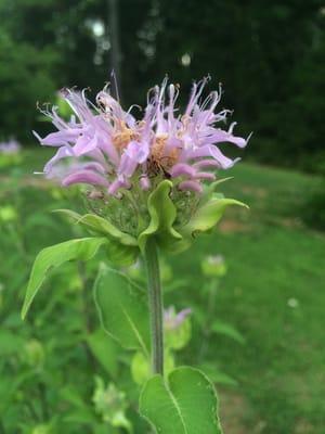 Aromas By Johnette & Majlov Skincare