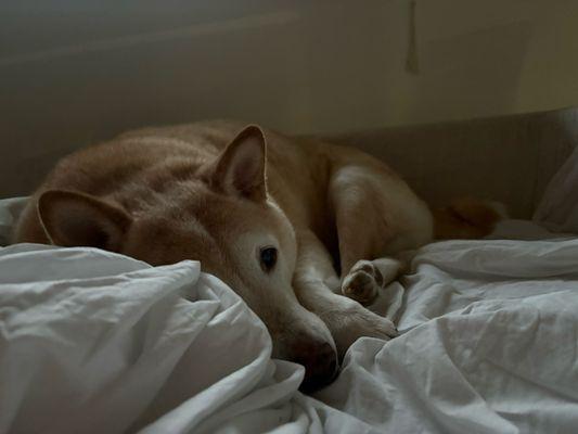 Jet City Animal Clinic