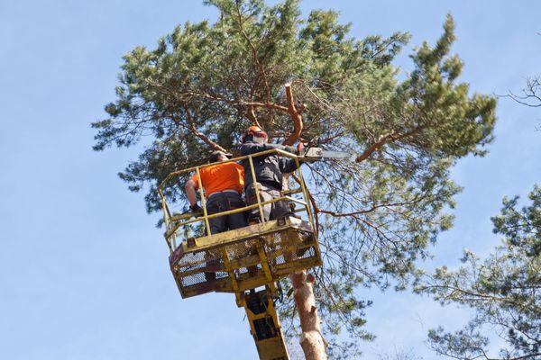 Portland Tree Guys