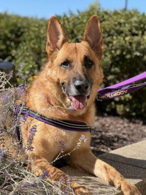 Shorewood Animal Hospital