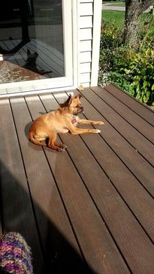 Almost Home Animal Rescue League