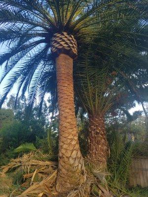 Lifetime Tree Service