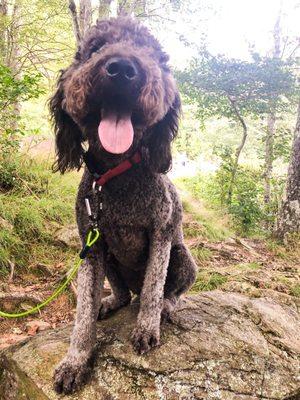 Rene's Clip-N-Dip Grooming
