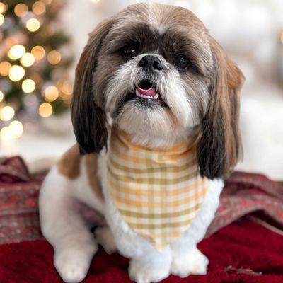 Rebarkable Doggie Day Spa & Boarding