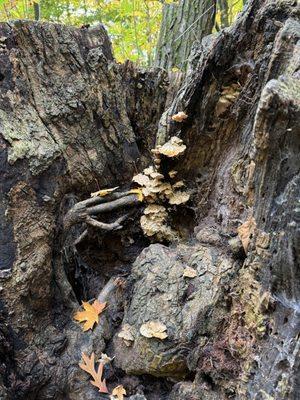 High Cliff State Park