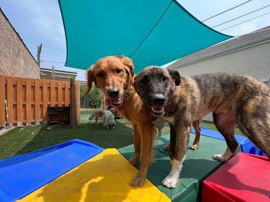 Four Paws Pet Service