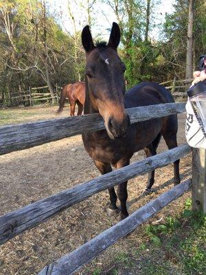 Boots and Buddies Therapeutic Riding