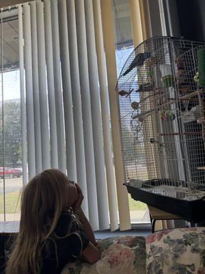 Charlie the parakeet