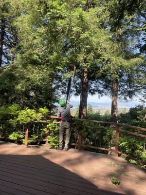 The Tree Solution Corporation