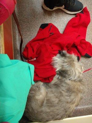 Animal Emergency Clinic