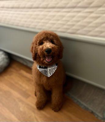 Above & Beyond Pet Grooming