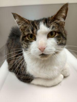 Kenosha Animal Hospital