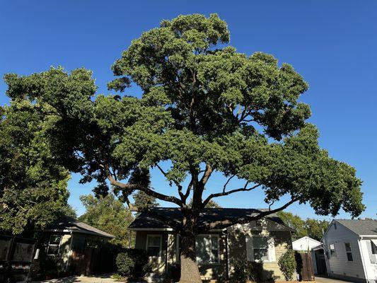 Sweet Fellers Tree Care