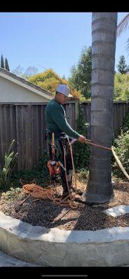 Tobares Tree Service