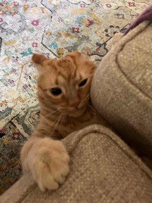 Capital City Pet Sitters