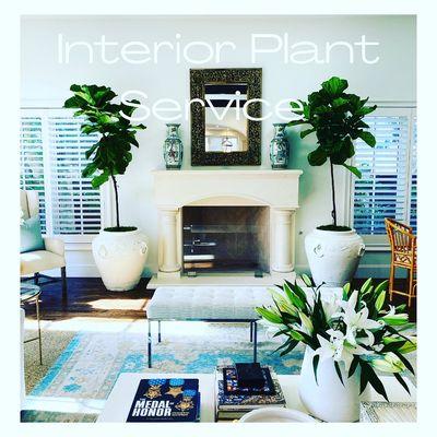 Interior Plant Concepts