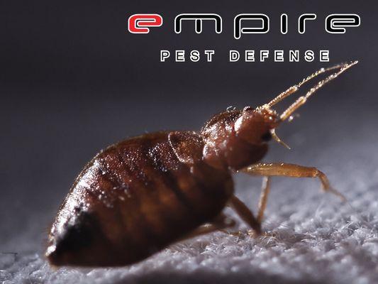 Empire Pest Defense