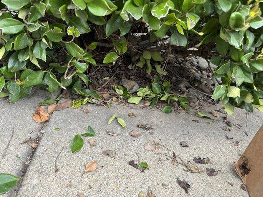 Endurance Beekeeping