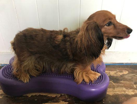 Performance Plus Canine Rehabilitation