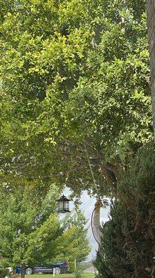 Monitor Pest Control