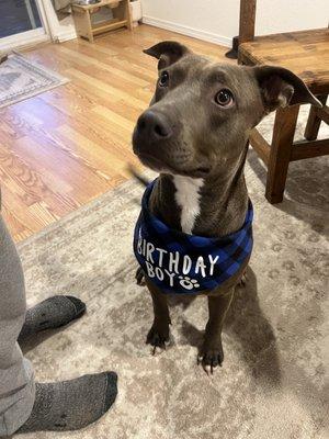 Paws Companion Animal Shelter