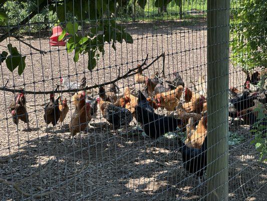 Queens County Farm Museum