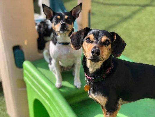 Central Bark Wauwatosa