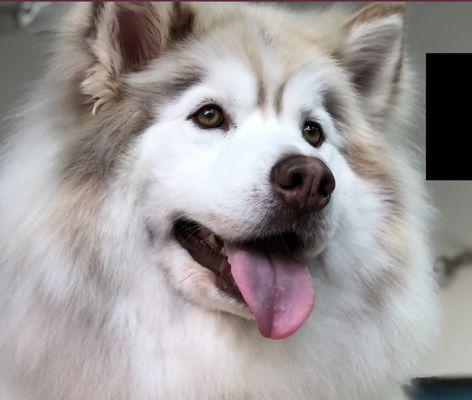 Pet Pampering On Wheels