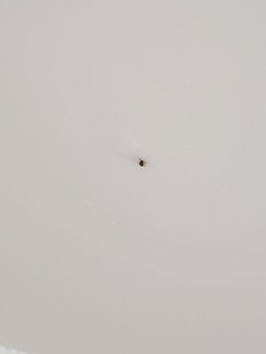 Roaches on the ceiling