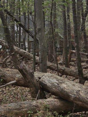 Carolina Land & Tree