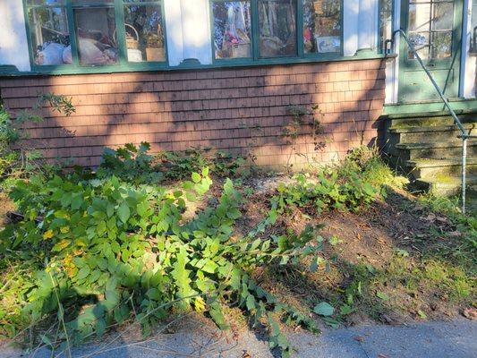 Woods handyman services