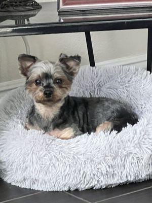 Painted Desert Dog Grooming