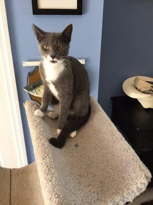 Federal Animal Hospital