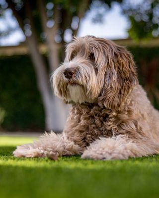 Our TurFresh Mascot "Moose". Loves his clean turf