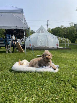 My Koda bear enjoys his morning sunshine outside his camp