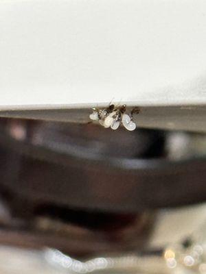 Cameron Pointe Apartments