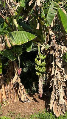 Behind the stand there's a nature trail where you'll see local fruits growing. (Just don't touch)