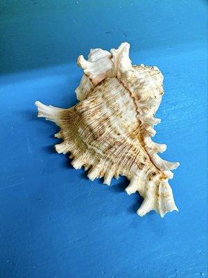 Sea Pleasures & Treasures