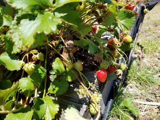 Rogers Park Off-Leash Dog Park